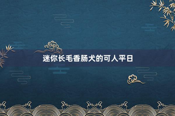 迷你长毛香肠犬的可人平日